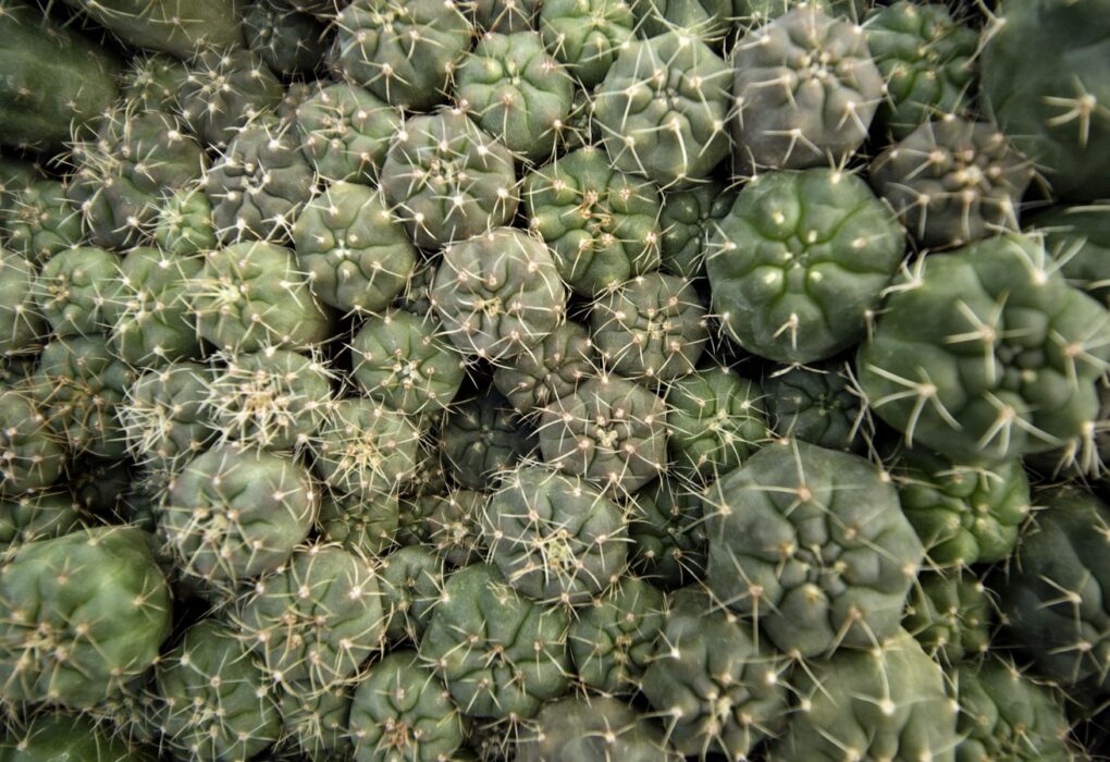 Close-up of many small round cacti growing side by side in a greenhouse