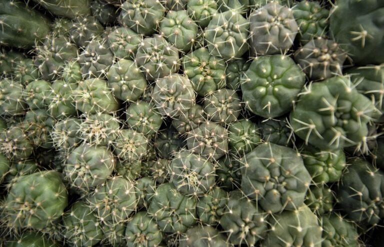 Close-up of many small round cacti growing side by side in a greenhouse