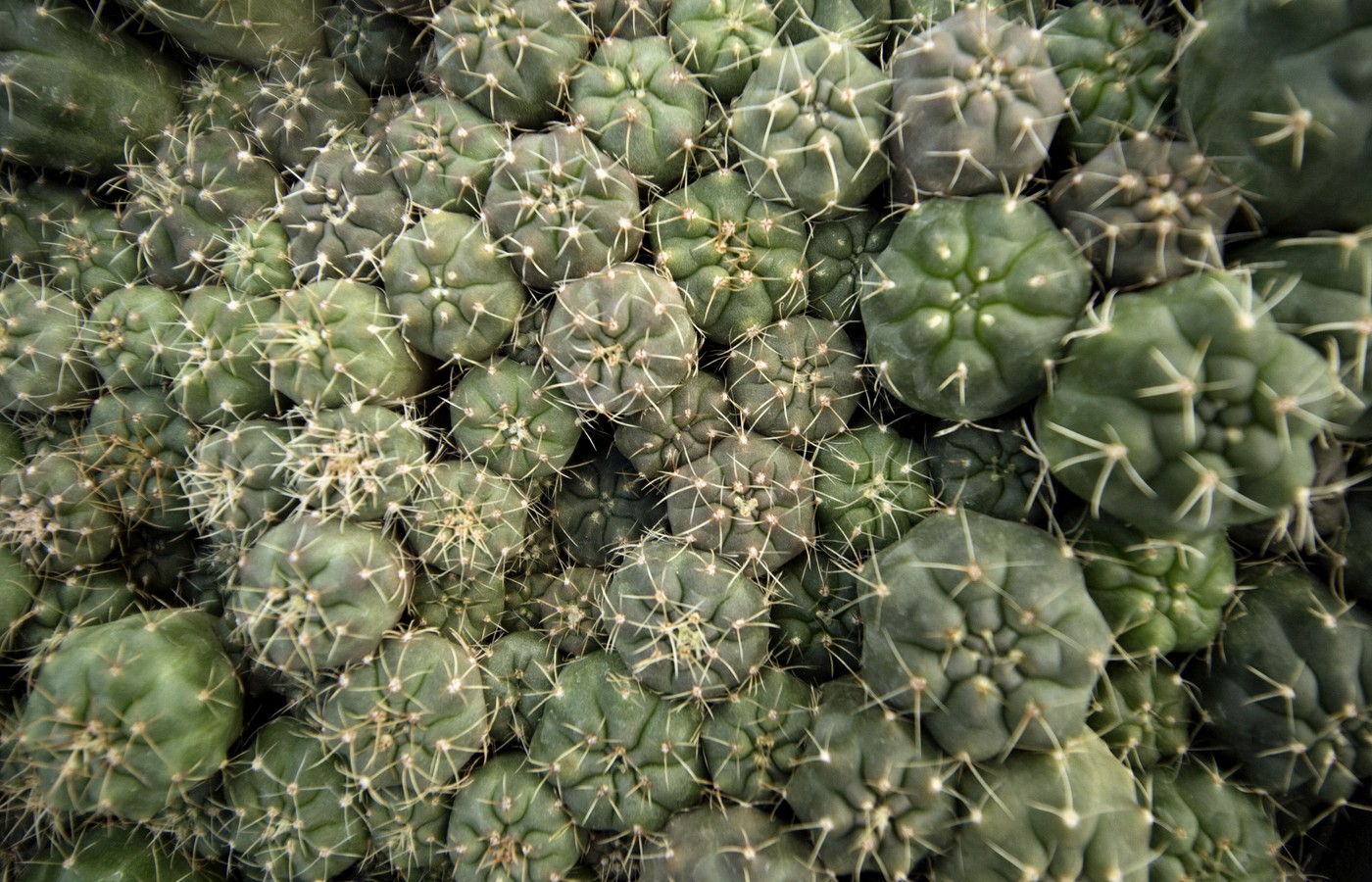 Close-up of many small round cacti growing side by side in a greenhouse