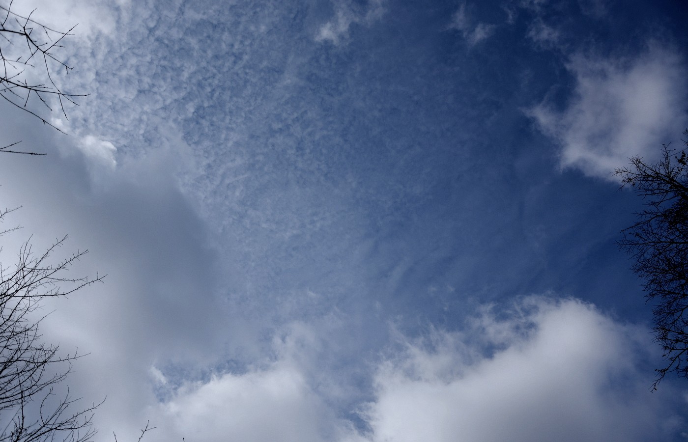 Open blue sky with white clouds, framed by bare branches, for Docker Cloud Sandboxes