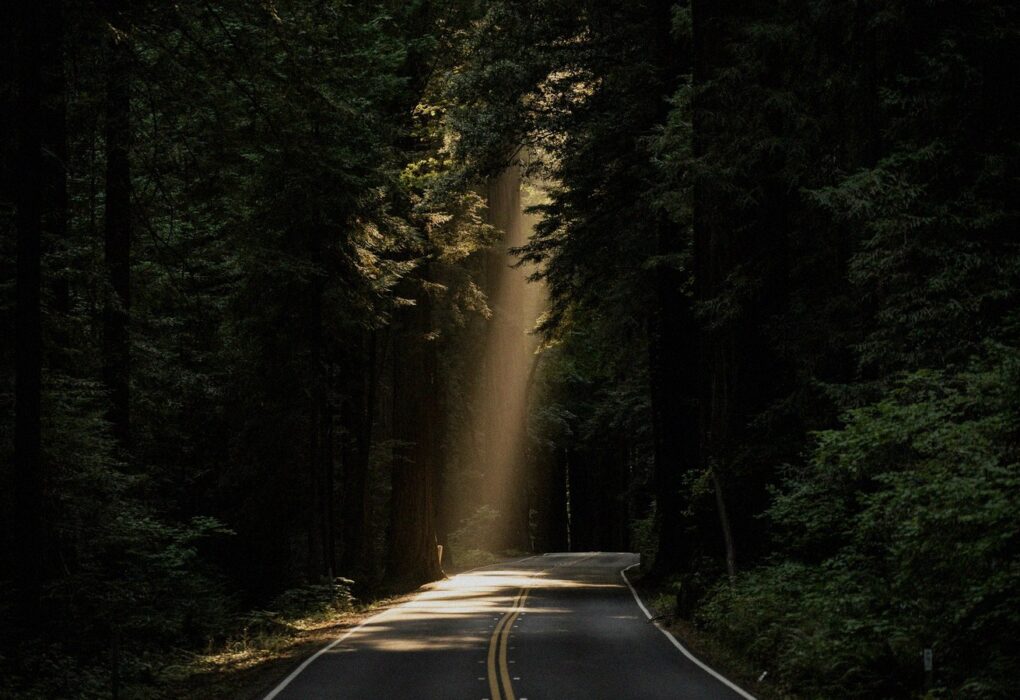 Face-free empty forest road with sun rays through tall trees — path and risk metaphor hero still for Anthropic researcher Jacob Coxon resignation and Evan Hubinger extinction-odds coverage