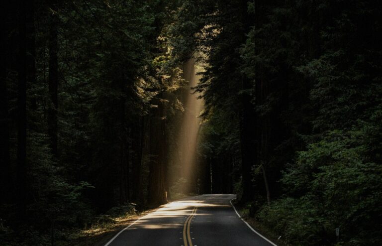 Face-free empty forest road with sun rays through tall trees — path and risk metaphor hero still for Anthropic researcher Jacob Coxon resignation and Evan Hubinger extinction-odds coverage