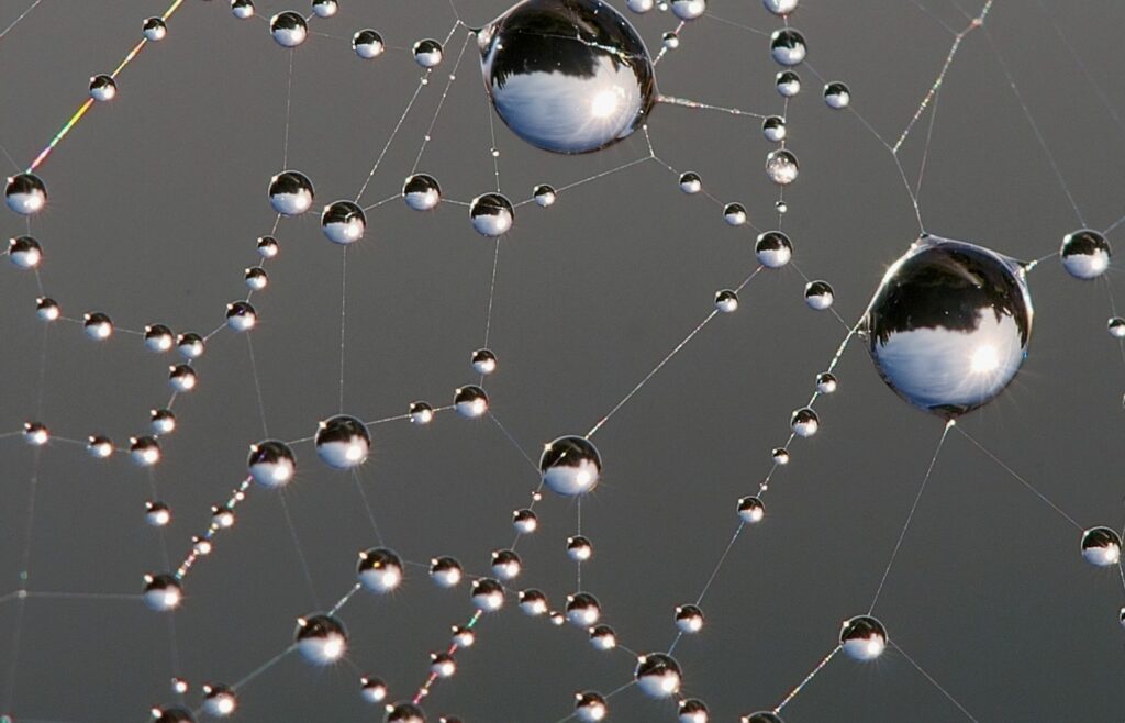 Face-free close-up of dew drops on a spider web