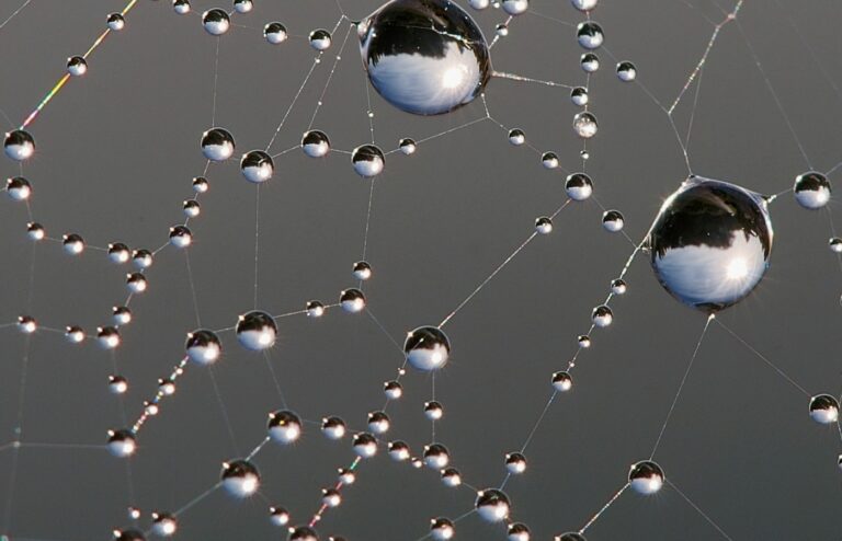 Face-free close-up of dew drops on a spider web