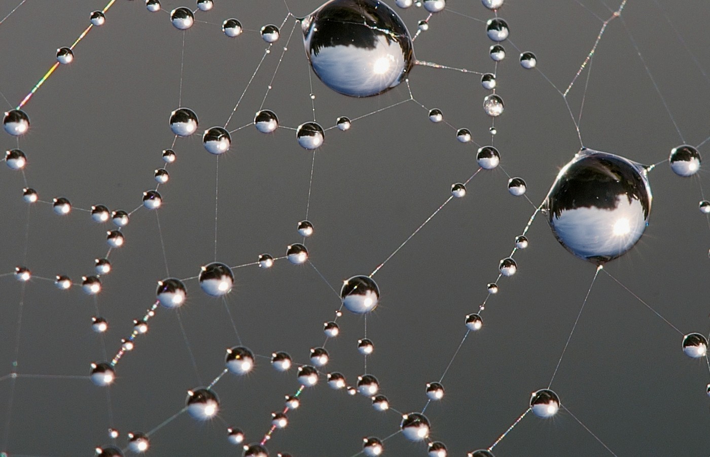Face-free close-up of dew drops on a spider web