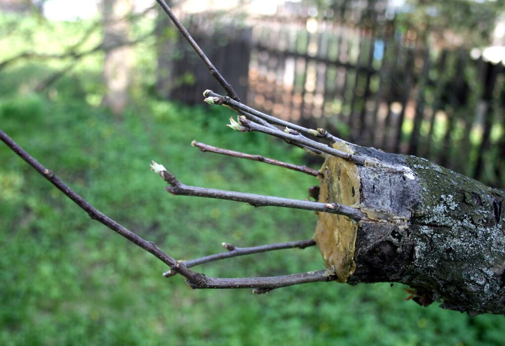 A sawn apple branch with several thin grafted shoots set into the waxed cut face, against a soft green lawn and a blurred wooden fence
