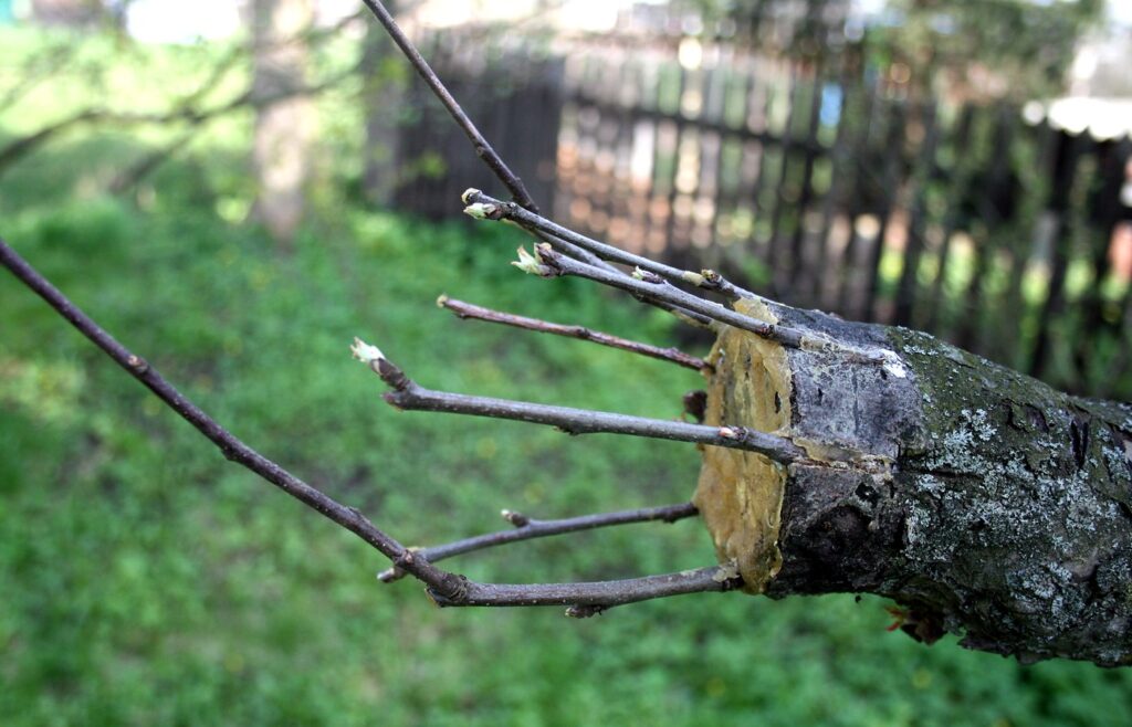 A sawn apple branch with several thin grafted shoots set into the waxed cut face, against a soft green lawn and a blurred wooden fence