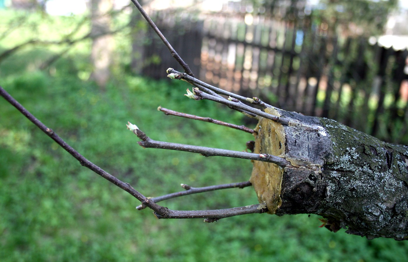 A sawn apple branch with several thin grafted shoots set into the waxed cut face, against a soft green lawn and a blurred wooden fence