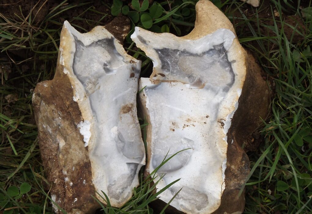 A flint nodule split in two on grass, with rough brown cortex outside and pale grey-white flint inside