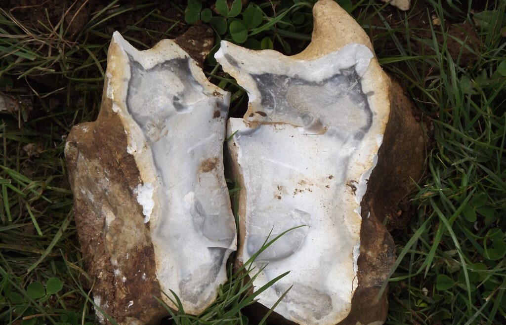A flint nodule split in two on grass, with rough brown cortex outside and pale grey-white flint inside