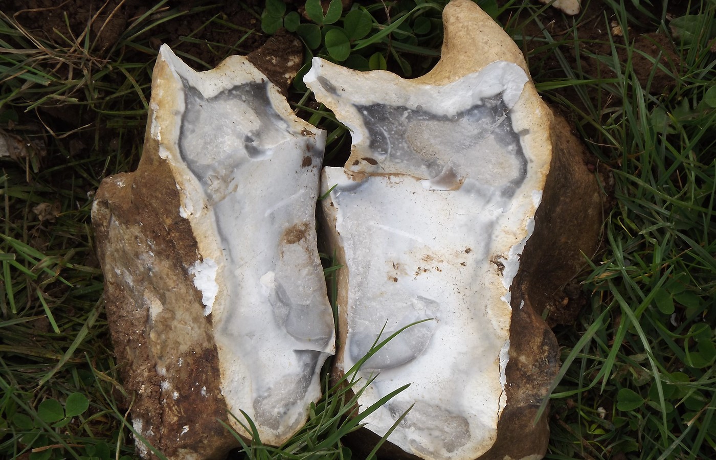 A flint nodule split in two on grass, with rough brown cortex outside and pale grey-white flint inside