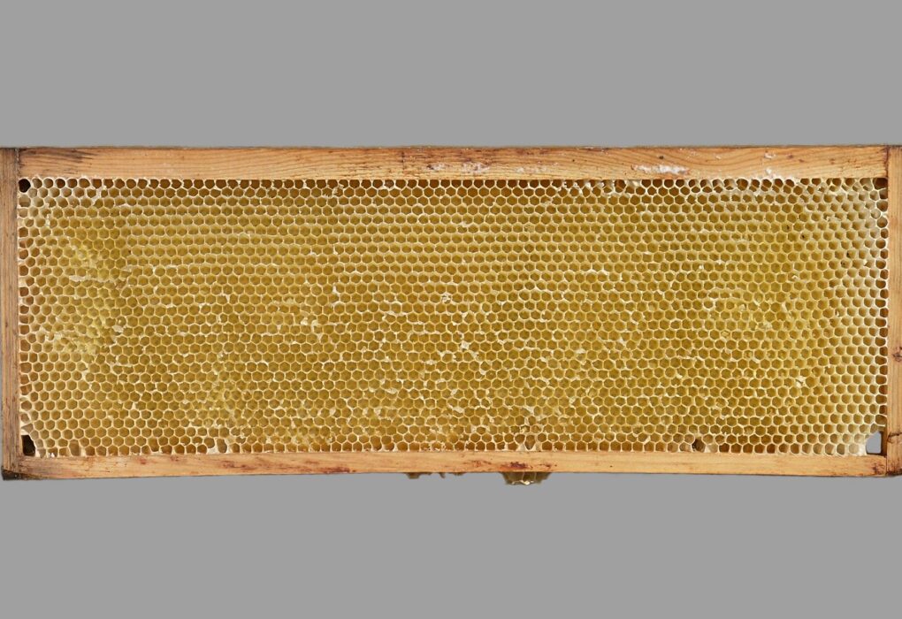 A wooden beehive frame filled with pale honeycomb on a plain grey background