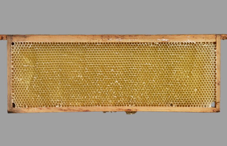A wooden beehive frame filled with pale honeycomb on a plain grey background