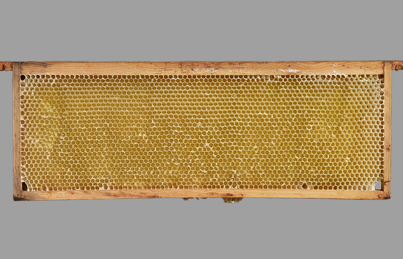 A wooden beehive frame filled with pale honeycomb on a plain grey background